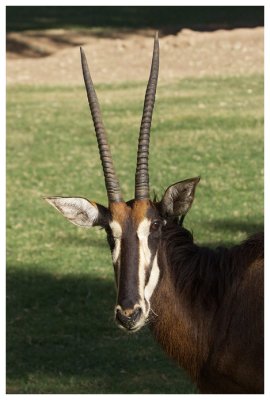 Sable Antelope #5