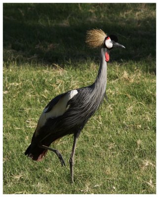 East African Crowned Crane #4