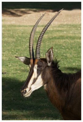 Sable Antelope #11