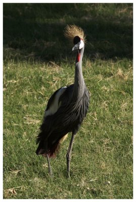 East African Crowned Crane #6