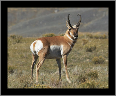 Prong-Horned Antelope #3