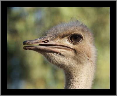 Red Necked Ostrich #4