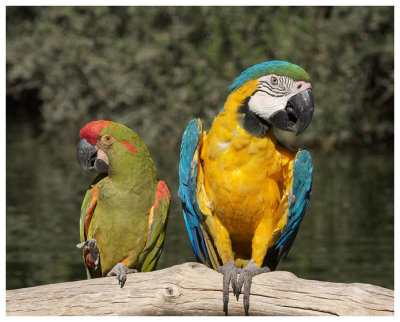 A Macaw Romance Made In Heaven