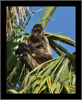 Spider Monkey Type C - Young Male