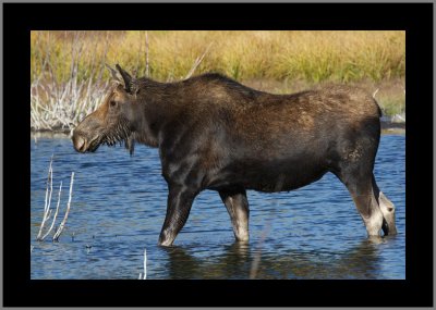 Shiras Cow Moose #2
