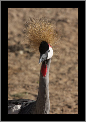 East African Crowned Crane #11