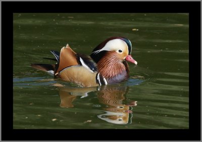 Mandarin Duck #10