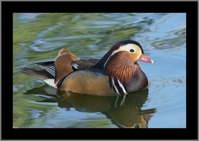 Mandarin Duck #11