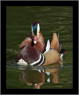 Mandarin Duck #12