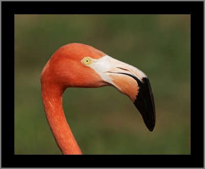 American Flamingo #25