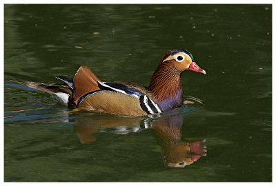 Mandarin Duck #13