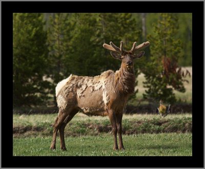 Male Elk Looking Tough