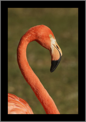 American Flamingo #27