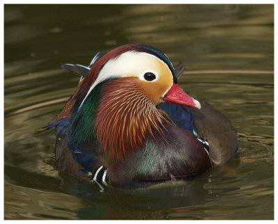 Mandarin Duck