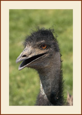 Emu #11