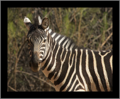 Zebra #10