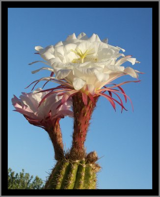 Argentine Giant (Echinopsis candicans) #5