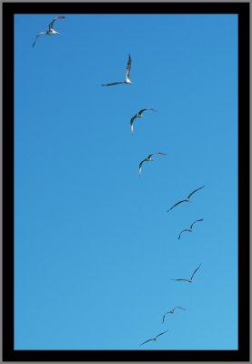 The Gulls of Mazatlan