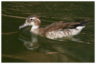Female #3