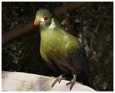 White Cheeked Turaco #24