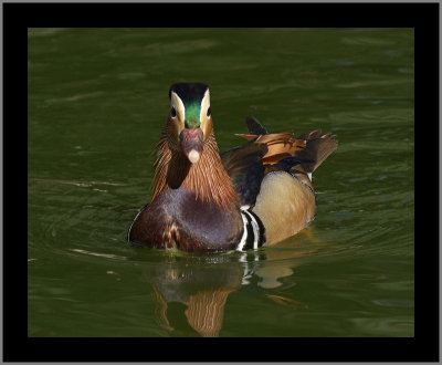 Mandarin Duck #15