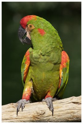 Red-Fronted Macaw #10