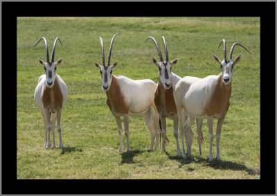 Scimitar-horned Oryx