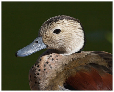Male #3