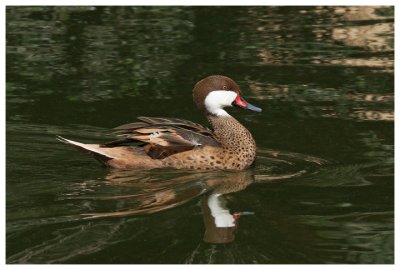 Proud to be a White-cheeked Pintail