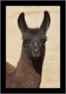 Llama #1