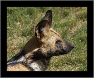 African Wild Dog #7