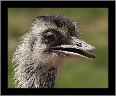 Juvenile Red Necked Ostrich #5