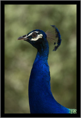 Peacock #4