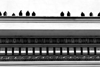 when pigeons make architecture