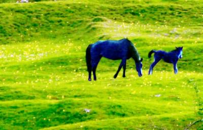 Little Blue Horses