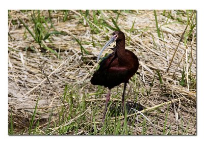 White Faced Ibis.jpg