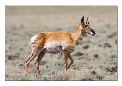 Antelope Doe 2.jpg