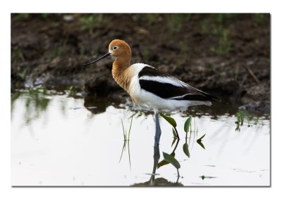 American Avocet.jpg