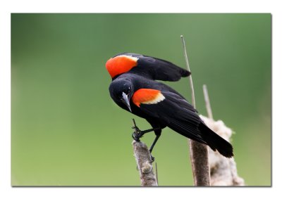 Red winged Blackbird.jpg