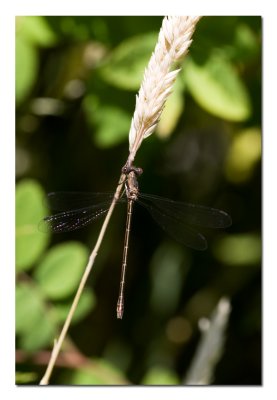Small Brown Dragonfly.jpg