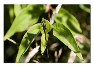 Another Small Brown Dragonfly.jpg