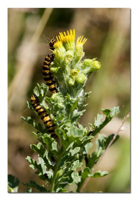 Black and Orange Catepillar.jpg