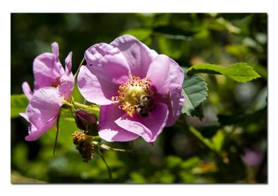 Bee on Wild Rose.jpg
