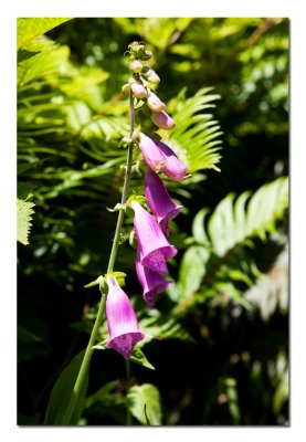 More Foxglove.jpg