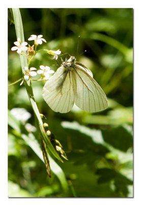 White Butterfly.jpg