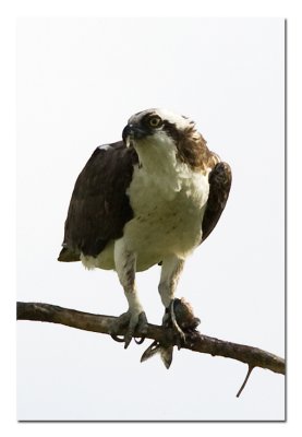 Osprey 2.jpg