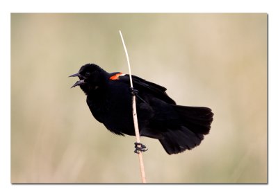 Red-winged Black Bird.jpg