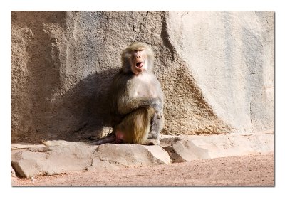 Baboon.jpg