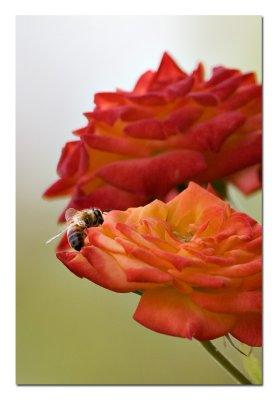 Bee on Rose.jpg