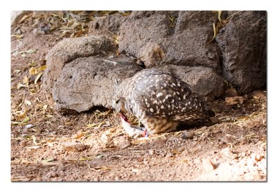 Burrowing Owl 1.jpg